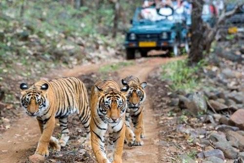 Golden Triangle Tour Package With Ranthambore, Delhi Agra Jaipur Tiger Tour
