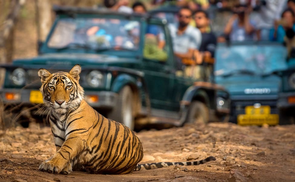 Heritage and Wilderness: The Golden Triangle Tour with a Wild Twist at Ranthambore