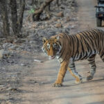 Golden Triangle Tour With Ranthambore: A Journey Through History, Culture, and Wilderness