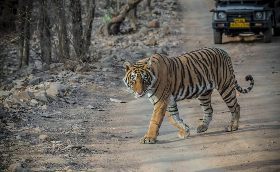 Golden Triangle Tour With Ranthambore: A Journey Through History, Culture, and Wilderness